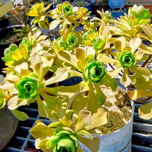 レモネード,多肉植物,アエオニウム属,多肉植物の紅葉,元気に育て♡の画像