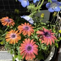 キンセンカ,ネモフィラ,キララ,西洋オダマキ,オステオスペルマム アキラの画像