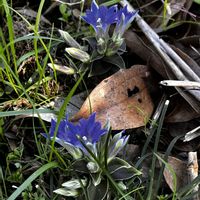 リンドウ,小さな幸せ♡,いつも、いいね!ありがとうございます(*´`)♡,いつも見てくれてありがとうございます❣️の画像