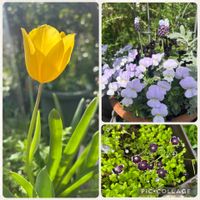 チューリップ,ムスカリ,ネモフィラ ペニーブラック,ビオラ寄せ植え,今日の庭の画像