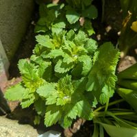 宿根草,桔梗,庭の画像