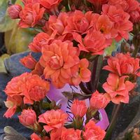 レウィシア,大文字草,カランコエ八重,山アジサイ　瀬戸の月の画像