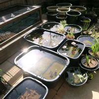 スイレン,ハス,ハス,温帯スイレン,大賀ハスの画像