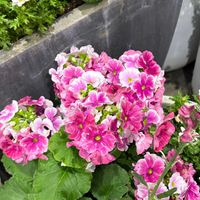 プリムラオブコニカの画像