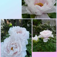 ツバキ,ハナミズキ,ヒメリンゴ,ボタン,モクレンの画像