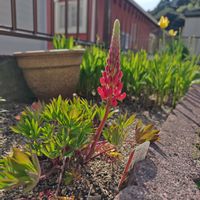 ルピナス,我が家の庭の画像