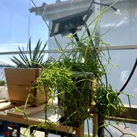 カトレア,観葉植物,洋蘭,洋ラン,着生植物の画像