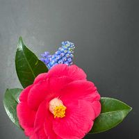 ムスカリ,椿 つばき,玄関アプローチの画像