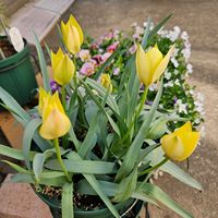 原種系チューリップ ホンキートンク,鉢植え,明るい日陰,プランター,ガーデニング初心者の画像