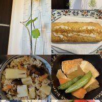 多肉,ウンベラータ,リプサリス,リプサリス･ケレウスクラ,PRの画像