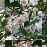 アイビーゼラニウム,カンパニュラ,シクラメン,タツナミソウ,ペチュニアの画像