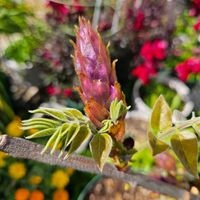 フジ,鉢植え,明るい日陰,プランター,ガーデニング初心者の画像
