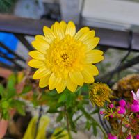 オステオスペルマム　ダブルファン　イエロー,鉢植え,明るい日陰,プランター,ガーデニング初心者の画像