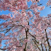 サクラ,枝垂れ桜,シダレザクラ,桜 さくら,お花見の画像