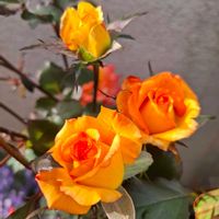 ミヤコワスレ,ミヤコワスレ,クリスマスホーリー,クリスマスホーリー,ラビットテールの画像