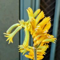 カンガルーポー,ビタミンカラー,日曜ビタミンカラー♪,いつも心に太陽を,オージー・プランツの画像