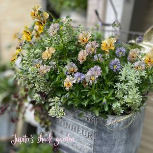 パンジー・ビオラ,マイガール,ビオラモンキージョージ,ビオラ　マイガール,寄せ植えの画像