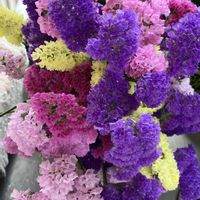 グラジオラス,スターチス,ワラビ,長寿桜,フジモドキの画像