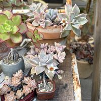 夕映え,銀明色,フリッドアイベス,フリッドアイベス,多肉植物の画像