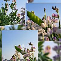 ルピナス,ルピナス,鉢植え,復興祈願,種の画像