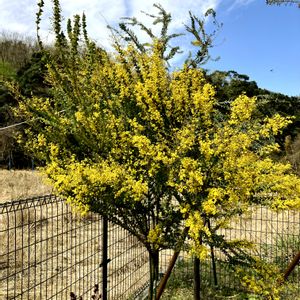アカシア,ミモザ,地植え,植物,成長記録の画像