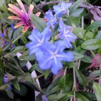 バラ,ホタルカズラ,ホタルカズラ,黄もっこうばら,つつじ、オオムラサキの画像