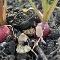 キノコ,キノコ,ラディッシュ,屋上,初心者の画像