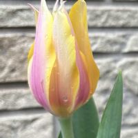 コデマリ,チューリップ,チューリップ,ローダンセマム,ミニバラの画像