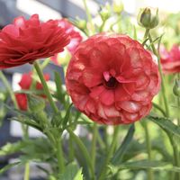 ガーデニング,お花,花の刺繍,小さな庭の画像