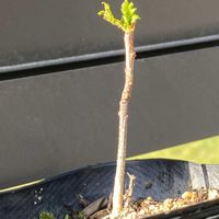 山椒,スモーク・ツリー,スモーク・ツリー,鉢植え,北側花壇の画像