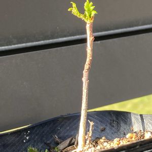 山椒,スモーク・ツリー,スモーク・ツリー,鉢植え,北側花壇の画像