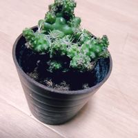 銀手毬,ダイソーの画像