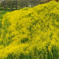 菜の花,春の花,ナノハナ,黄色い花,埼玉古墳群の画像