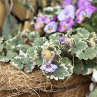 グレコマ,ビオラ,寄せ植え,ハンギング,グレコマの花の画像