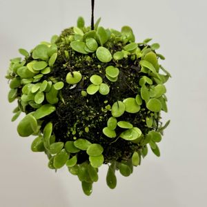 マメヅタ,観葉植物,苔玉,シダ植物,着生植物の画像