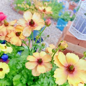 チューリップ,ラナンキュラス,ビオラ,ヒューケラ,ラナンキュラス・ラックス　リュキアの画像