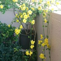 オウバイ,デュランタ,ブーゲンビリア,マトリカリア,ルリマツリの画像