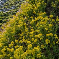 菜の花,ナノハナ,安曇野,赤い花✨,✨今日のお花✨の画像