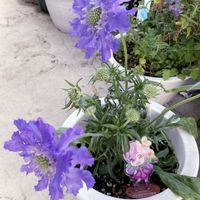 スカビオサ・コーカシカ ファーマ,ビューティカル　パールホワイト,ビューティカル サンセットオレンジ,花のある暮らし,#PRの画像