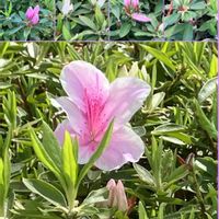 チューリップ,チューリップ,チューリップ,ツツジ,ツツジの画像