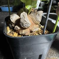 アフリカ亀甲竜,Dioscorea elephantipesの画像
