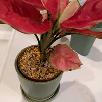 アグラオネマの画像