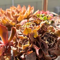 シャビアナ,多肉植物,癒される,no green no life,多肉植物のある暮らしの画像