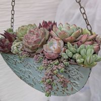 多肉植物,葉挿し,多肉寄せ植え,実生苗,実生っ子の画像