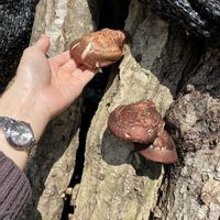 チャイブ,ニラ,ニラ,ラベンダー,原木しいたけの画像