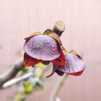 ポポー,ポポー　NC−1,バンレイシ科,温帯果樹の画像