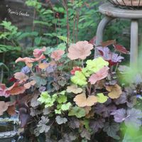 ペルシカリア レッドドラゴン,ロータス ブリムストーン,ヒューケラ スリットバスケット,ヒューケラ寄せ植え,ヒューケラのハンギングバスケットの画像