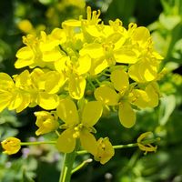 菜の花,花のある暮らし,植物のある暮らし,道の駅,植中毒の画像