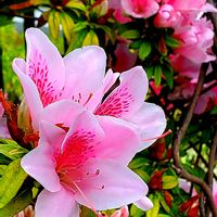 ツツジ,ハナズオウ,ワスレナグサ,フレンチラベンダー,ハルジオンの画像