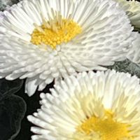 デージー,白い花,白いお花,今日も元気で,今日も笑顔で♡の画像